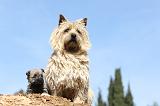 CAIRN TERRIER 158